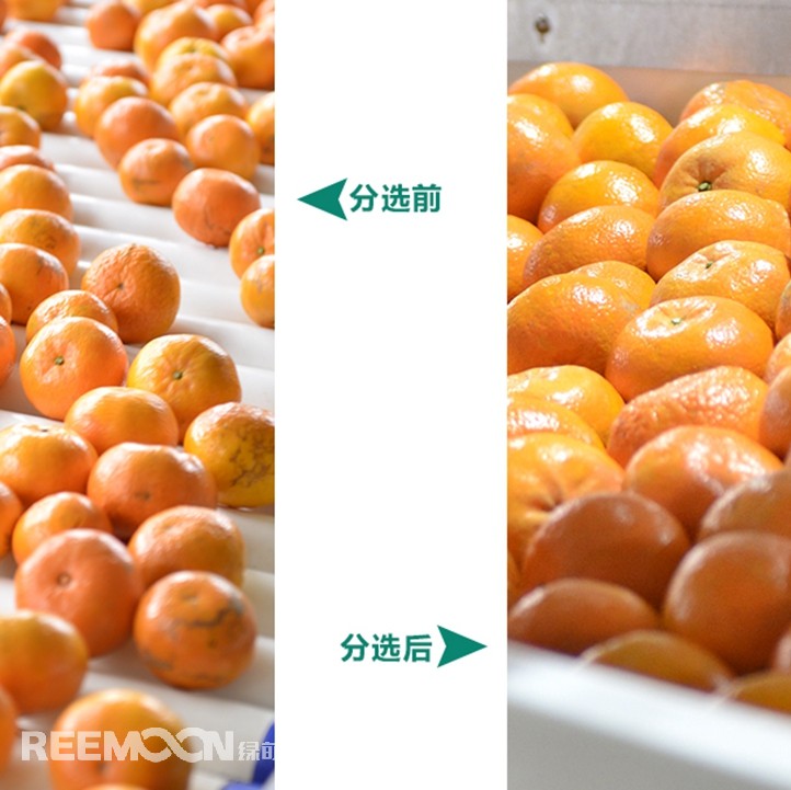 桂林興安引入綠萌沃柑智能分選線，給沃柑“做CT”，實(shí)現(xiàn)自動(dòng)化、智能化分揀，讓效率翻一番、效益翻一番。嚴(yán)格把控沃柑品質(zhì)，持續(xù)為消費(fèi)者輸送質(zhì)量穩(wěn)定的成品。
