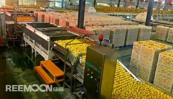 新一季的檸檬于九月中旬上市，采摘季將持續(xù)到十二月底結(jié)束。今年檸檬的品質(zhì)比往年更好，但產(chǎn)量較降低了近40%。王國龍是重慶匯達(dá)檸檬科技集團(tuán)有限公司的銷售經(jīng)理，他首先介紹了產(chǎn)地方面的情況，“一方面，受低溫霜凍和春旱天氣影響，部分果樹被凍。另一方面，疫情之下，一些基地的管理水平跟不上，這也導(dǎo)致本季產(chǎn)量有所降低。