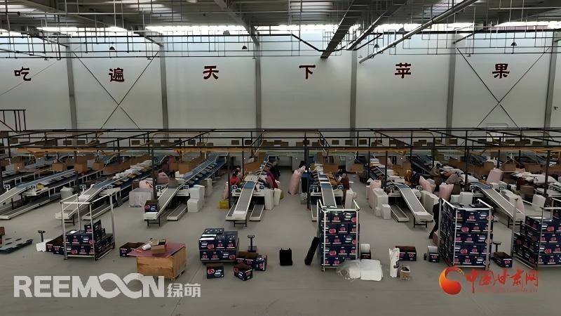 “這個綠萌‘呵福式’智能四通道一體自動化分揀包裝生產(chǎn)線剛安裝上就投入使用，高效便捷。幫我們完成對尼泊爾出口的300噸蘋果分揀包裝。”靜寧蘋果產(chǎn)地冷鏈物流園運營團(tuán)隊負(fù)責(zé)人孫杰錕在剛剛建成投入使用的分選車間邊忙向記者解說。“目前就分揀車間創(chuàng)造就業(yè)崗位三百多個，其中包裝工約300人、檢果工50人、裝卸工20人，為周